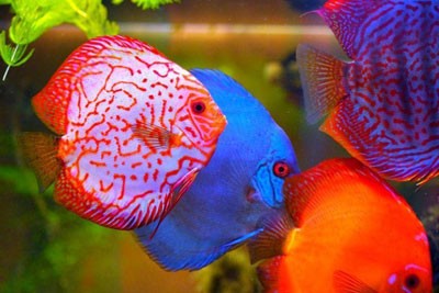 Ada-Banyak,-Ini-Daftar-Ikan-Air-Tawar-yang-Cantik-1.jpg