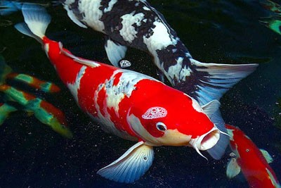 Ikan-Hias-Air-Tawar-yang-Tidak-Mudah-Mati-1.jpg