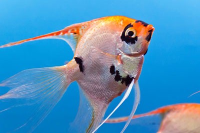 Jenis-Ikan-Hias-Air-Laut-yang-Mudah-Dipelihara-1.jpg