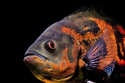Jenis-Ikan-Oscar-dan-Masing-masing-Keunikannya-1.jpg