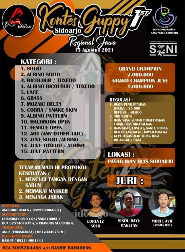 Kontes_Guppy_Sidoarjo.jpeg