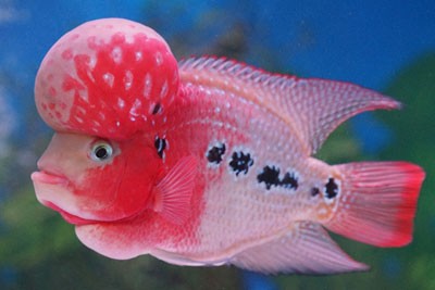 Merawat-Ikan-Hias-Air-Tawar-untuk-Pemula-1.jpg