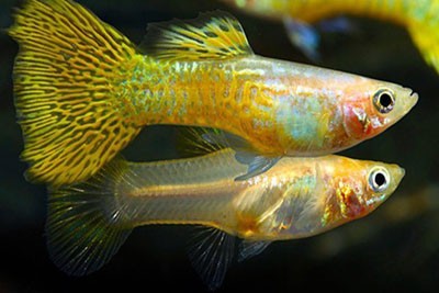Ternyata-Ini-Beberapa-Jenis-Ikan-Guppy-1.jpg
