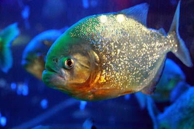Wajib-Tahu!-Begini-Cara-Merawat-Ikan-Piranha-1.jpg