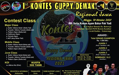 kontes-guppy-demak1.jpeg