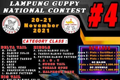 kontes-guppy-lampung-small.jpeg